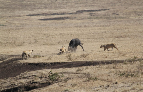 ����ĸˮţΪ�����׶���ս��ֻ��ʨ����ͼ��