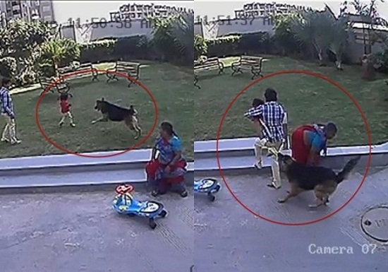 女童遭牧羊犬袭击10岁哥哥勇敢保护妹妹(图)