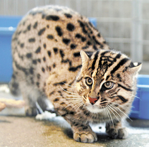 日本一水族馆展出“渔夫猫”擅于游泳会抓鱼(图)
