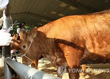 韩国养牛场现口蹄疫疫情系4年来首次(图)