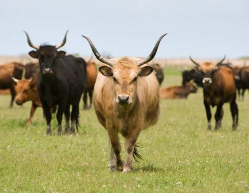 英国农民不慎引进“杀人牛”被迫大量屠宰(图)