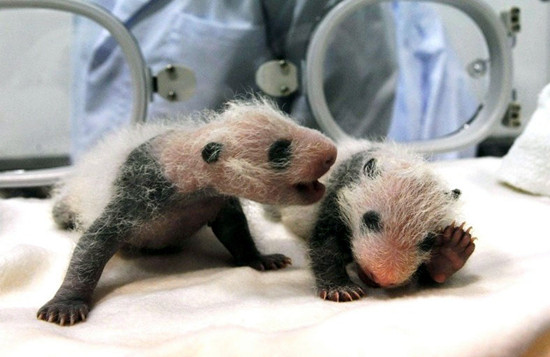日本和歌山县为双胞胎大熊猫宝宝征集名字（图）