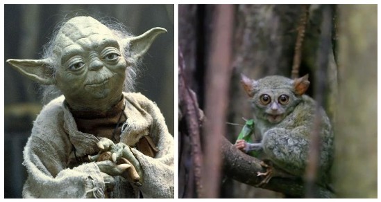 《星球大战》尤达原形:或是小巧眼镜猴(图)