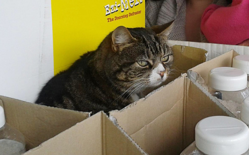 Ӣ����è�ڳ��д����������������Ϊ���ǣ�ͼ��