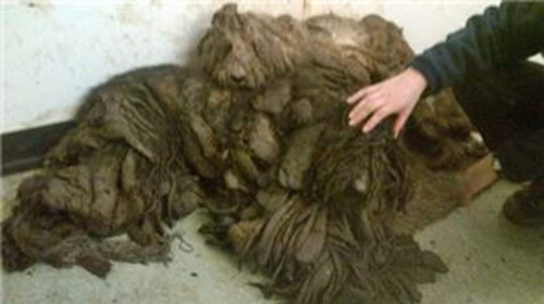 Ӣ��9ֻ���˹�������Ƥë�������Ҳ�����ͼ��