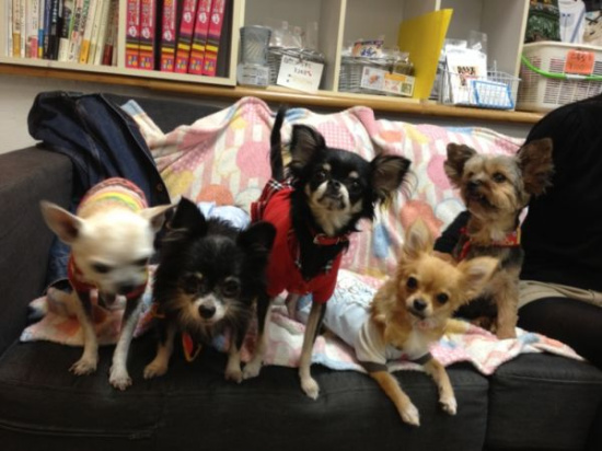 ������С�����ȵ굱��Ա���˿Ϳɸ��������գ�ͼ��