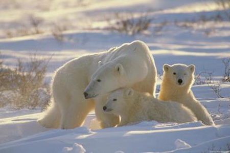 ������ȾӰ�챱���ܷ��ܣ���Ⱦ��Σ��������ֳ��