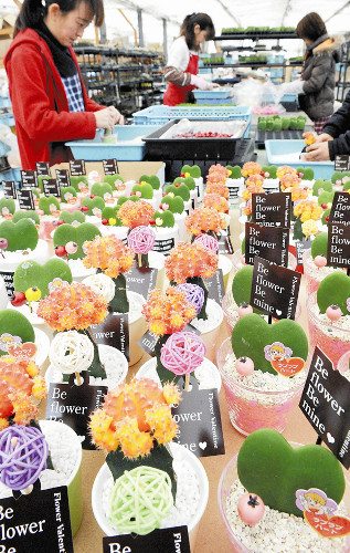 日本情人节礼物流行心形仙人掌盆栽寓意摘取真心