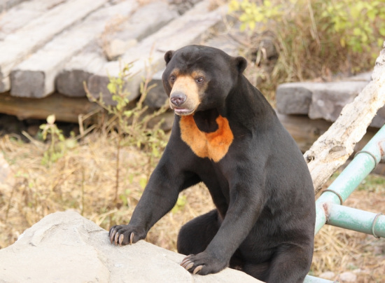 ����������������ë���ơ�����������������ƹ�