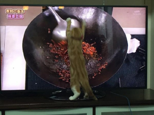 猫咪看美食节目馋心大动爪子挥动似炒菜(图)