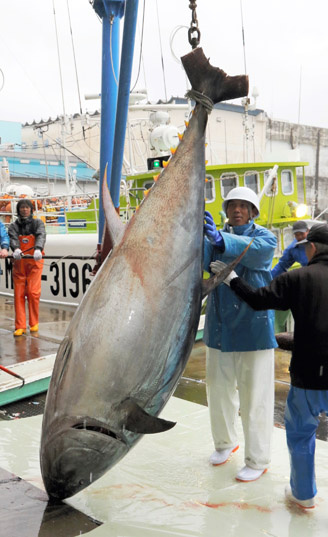日本和歌山捕获614斤金枪鱼系2015年最重(图)