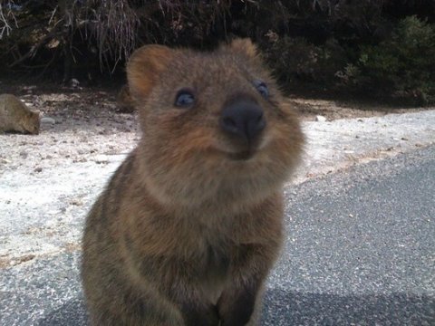 澳大利亚短尾矮袋鼠爱与游客自拍系最快乐小动物
