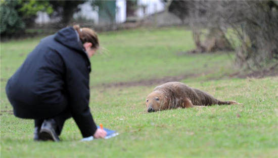 苏格兰一海豹爬上岸后迷路遇好心人施援手救助