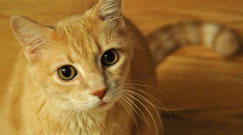 ���о������н�ֺ��è��������ֺ������è��6��