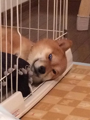 ����˯������Ż���������ֱ���������ӡ���ͼ��