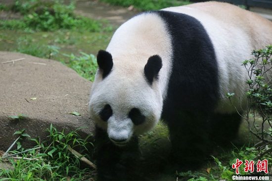 �ձ�����԰��ǰΪ����è�����桱��Ȼ��ֳ��׼��