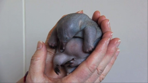 С�����������30���ܾ�����������ҽ���У�ͼ��