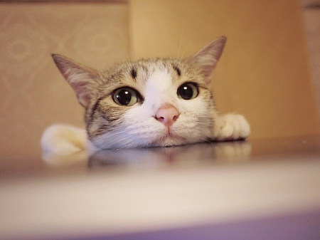 德国一户人家半夜起火 猫咪叫声救全家性命-中新网