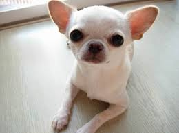 С��������������䰲������ŦԼ����������ͼ��