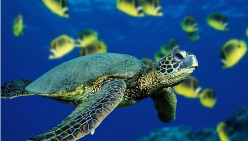 �����ϼӵ���19ֻ�̺���ʬ���ɱ���˽�߶���