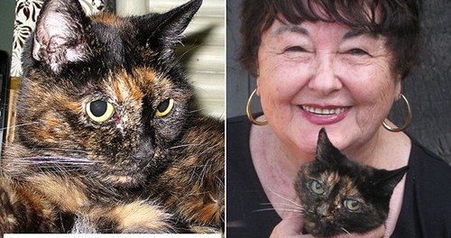 世界最老猫咪庆祝27岁生日约合人类125岁(图)