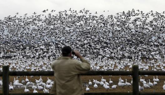 �����������2000ֻѩ��Ǩ��;����������Ⱦ��