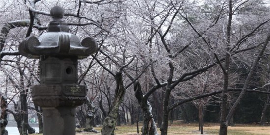 美国华盛顿樱花节开幕樱花含苞待放迎游客(图)