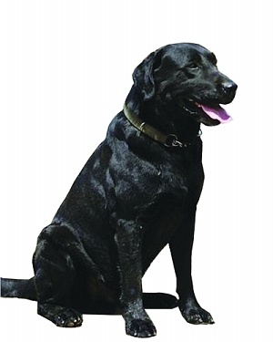 美国一缉毒警犬执行任务不慎吸入毒品殉职(图)