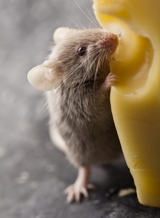 ����Ҳ�������о������󳪡���衱׷�����ͼ��