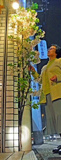 日本现“硬骨头樱花”在夹缝中生长绽放(图)
