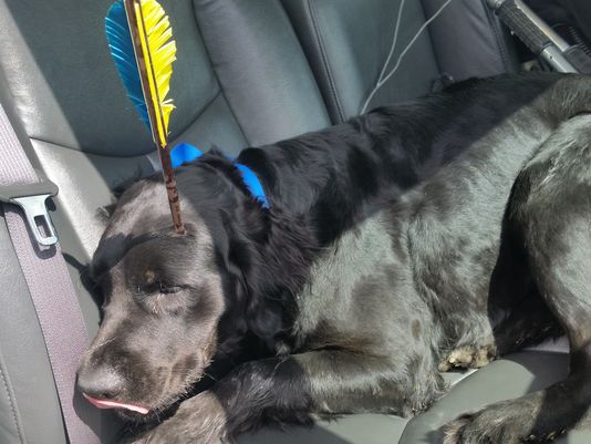 残忍主人将犯错狗当靶射致其头部中箭险丧命(图)