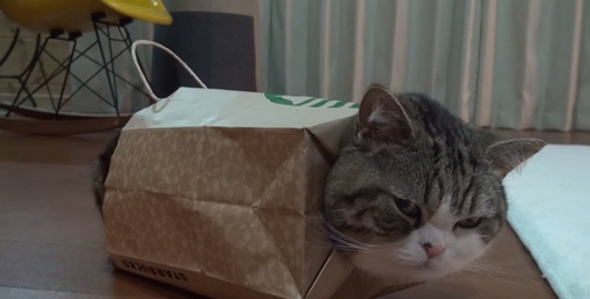 日本“纸袋猫”爆红网络被调侃引领新时尚(图)