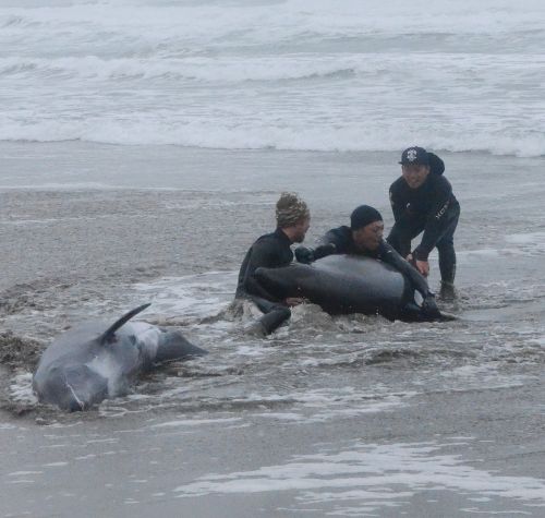 日本茨城海岸现百余搁浅海豚民众洒水施救(图)
