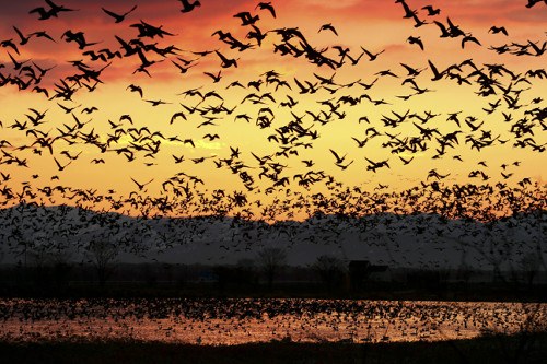 数万只大雁齐聚日本北海道沼泽地场面壮观(图)