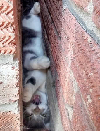 ��Ƥè�䱻��ǽ����Сʱ�����Ӳ�ǽ��Ԯ��ͼ��