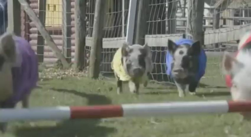 另类大选结果预测:英国农民举办小猪赛跑(图)