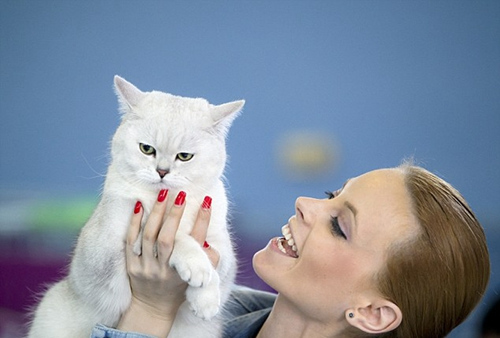 罗马尼亚举行国际猫咪展稀有猫咪争相卖萌(图)
