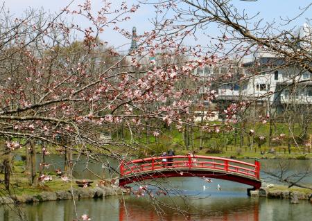 北海道钏路市樱花绽放开花期系全日本最晚(图)