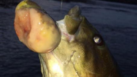 美一鲈鱼长出恶性肿瘤或因河水生态遭破坏(图)
