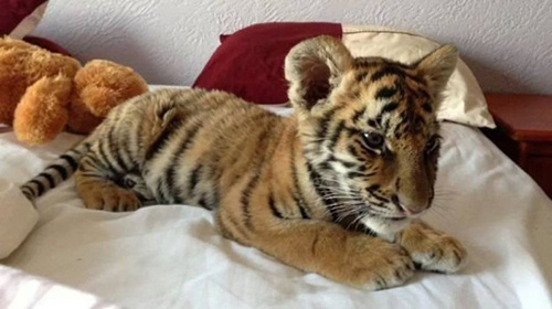 墨西哥宠物店网上叫卖老虎狮子幼崽引网民声讨