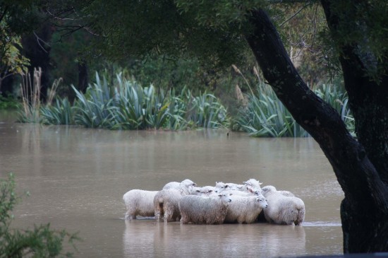 新西兰惠灵顿暴雨致一人死亡羊群被困水中(图)