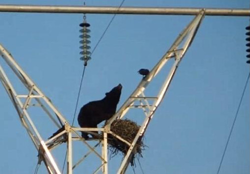 黑熊饿晕不顾危险爬高压电杆偷吃鸟蛋(图)