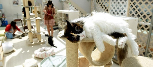 日本“保护猫咪咖啡厅”大热专救助流浪猫(图)