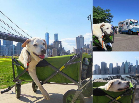 ���˴���֢����̤�ϡ����֮�á����ΰ׹������루ͼ��