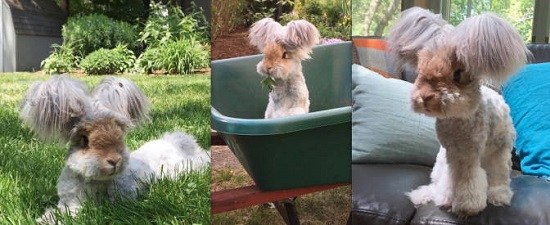 ϴ�������ͣ�������ë���޴������Ƴ��ͼ��