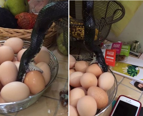 黑蛇张口欲吞厨房鸡蛋夫妇挥扫帚将其赶走(图)