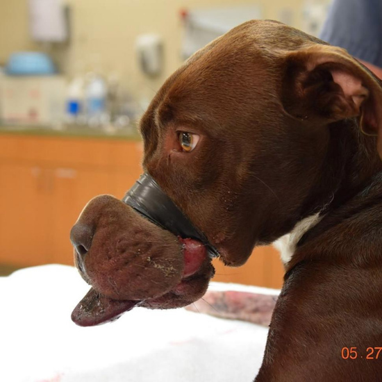 ���ﹷ�������ý�������ڡ��������������ࣨͼ��