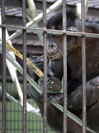 �ձ�����԰���ɱ���ˢ���������ƹ㰮������