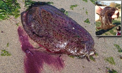 美海岸现巨型紫色软体生物被指似人体器官(图)