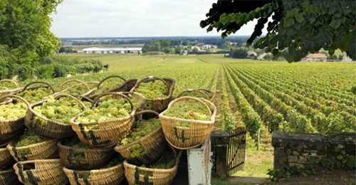 太暴力!法国匪徒为偷葡萄酒开装甲车闯酒庄(图)